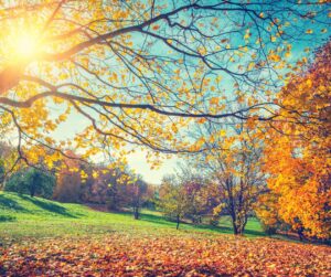 Ottimizzare il tuo sito per la stagione autunnale: consigli e tecniche